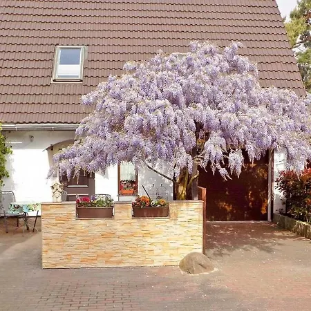 Blauregen Daire Uckeritz